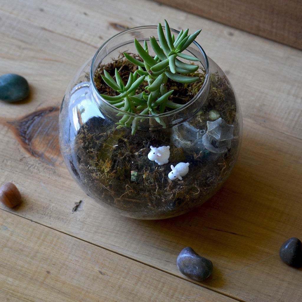 The Pine Woods Terrarium Kit Decor myBageecha - myBageecha