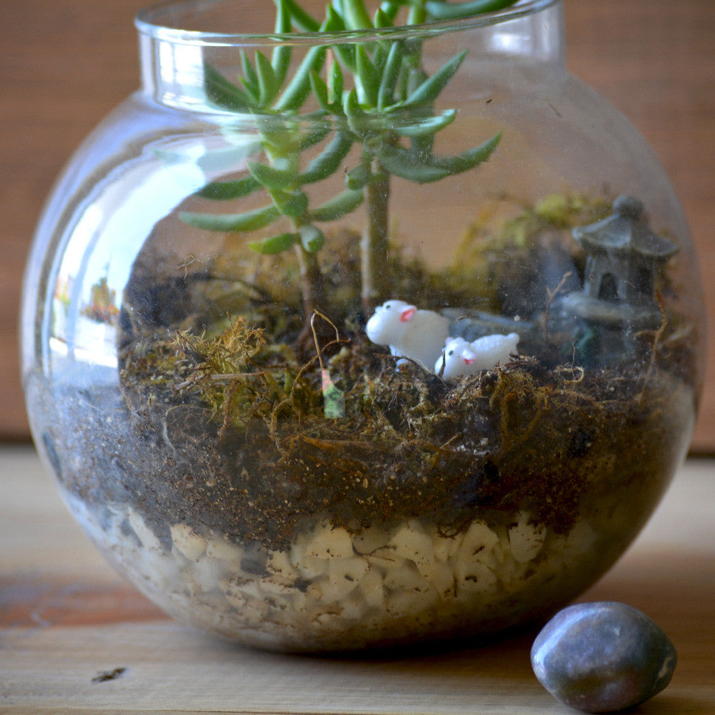 The Pine Woods Terrarium Kit Decor myBageecha - myBageecha