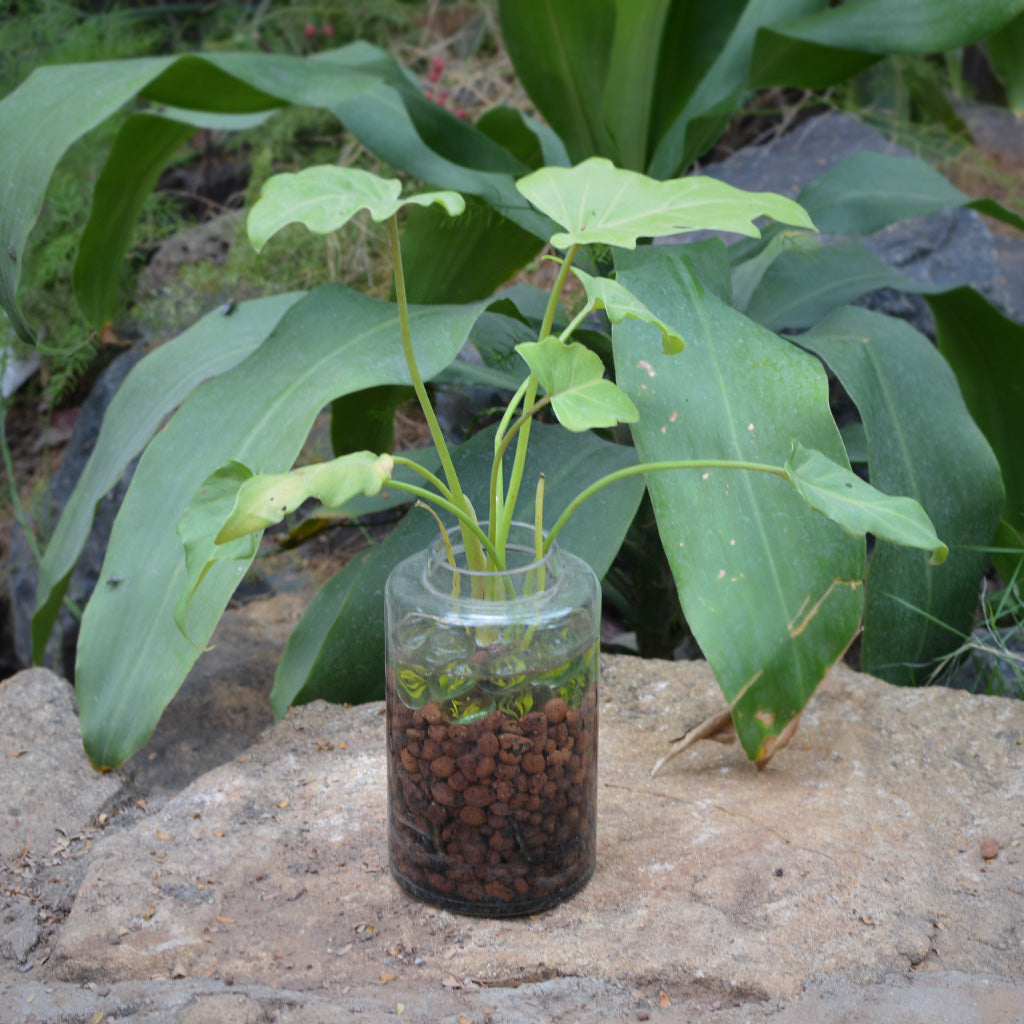 The Tangy Vista Water Terrarium Kit - myBageecha