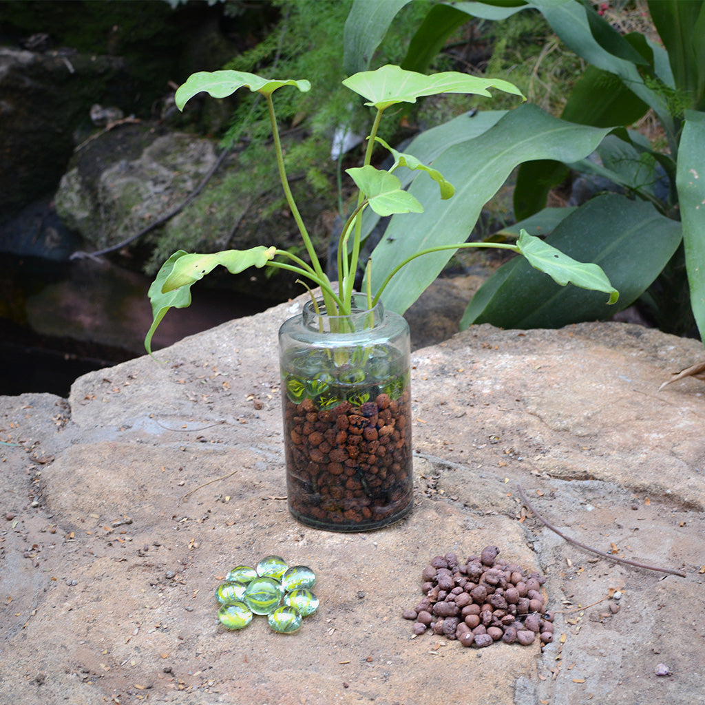 The Tangy Vista Water Terrarium Kit - myBageecha