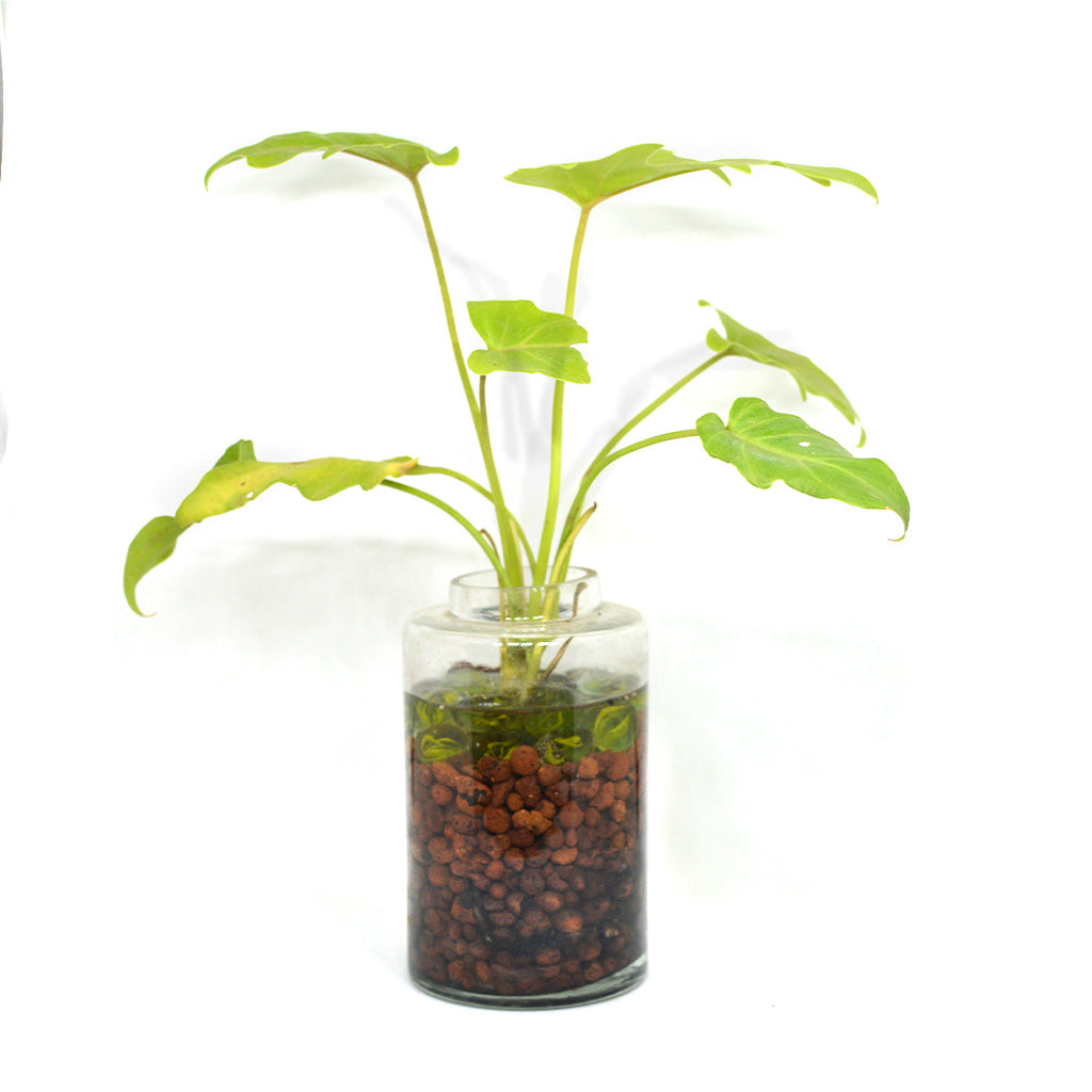 The Tangy Vista Water Terrarium Kit - myBageecha