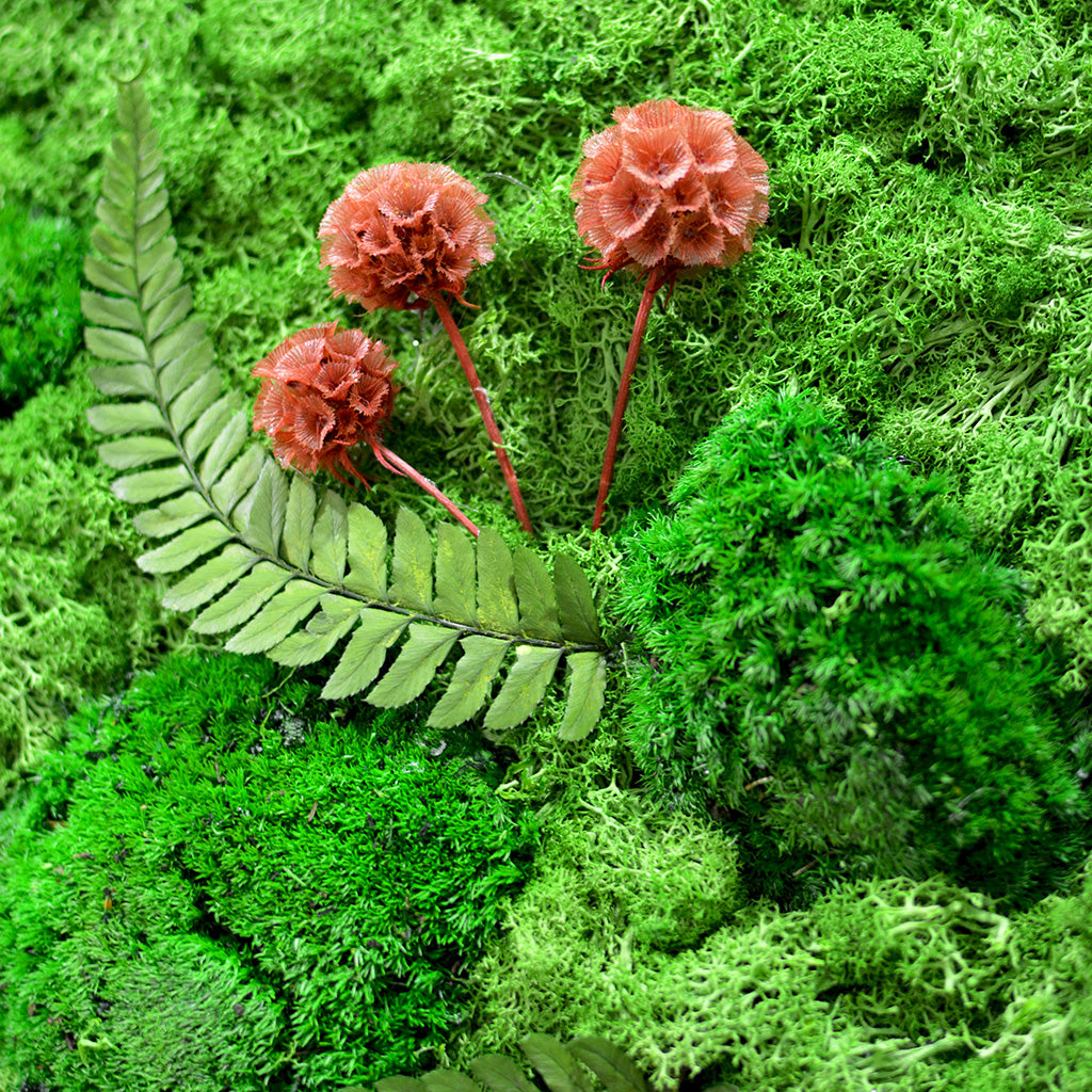 The Enchanted Wildwoods Preserved Moss Frame with Dark Wood - myBageecha