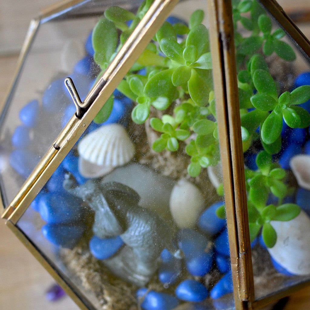 The Jungle Blues terrarium top view miniature garden- myBageecha