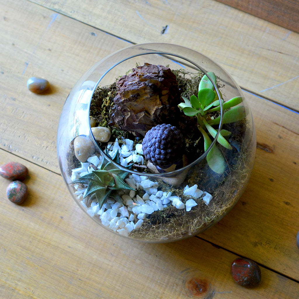 The Pondering Buddha Terrarium Kit - myBageecha