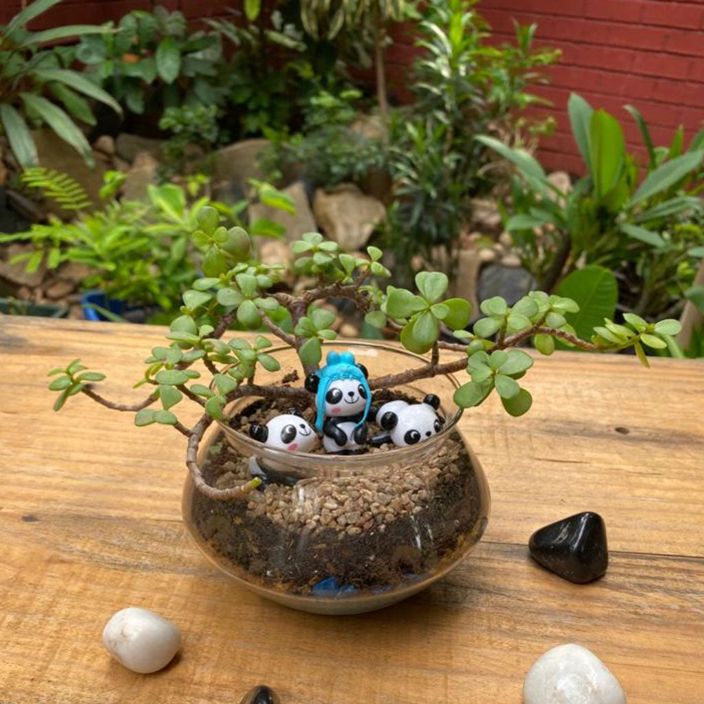 Three Jaded Pandas terrarium side view soil & moss - myBageecha