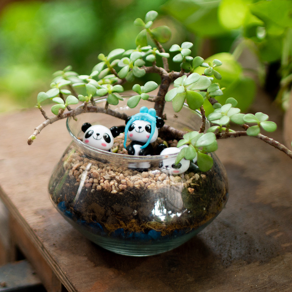 plant terrarium kit Three Jaded Pandas Miniature Garden Terrarium Kit – Nature Theme