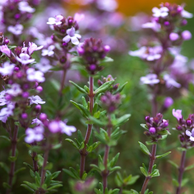 Herb vegetable, summer harvest