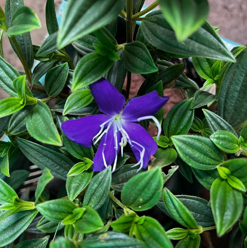 Pleroma semidecandrum - Begam Bahar Plant - myBageecha