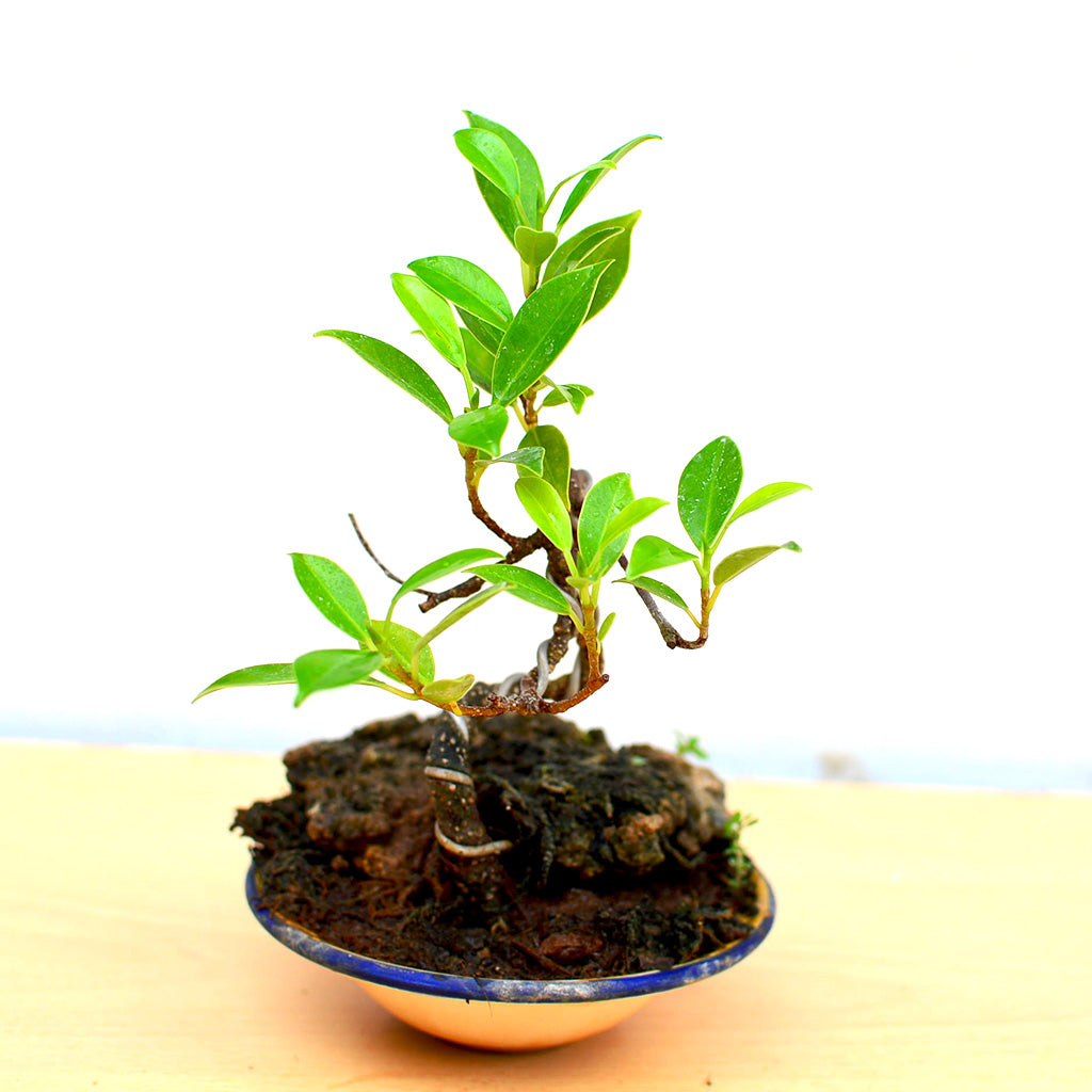 Bonsai TigerBark Round Plant in ceramic pot