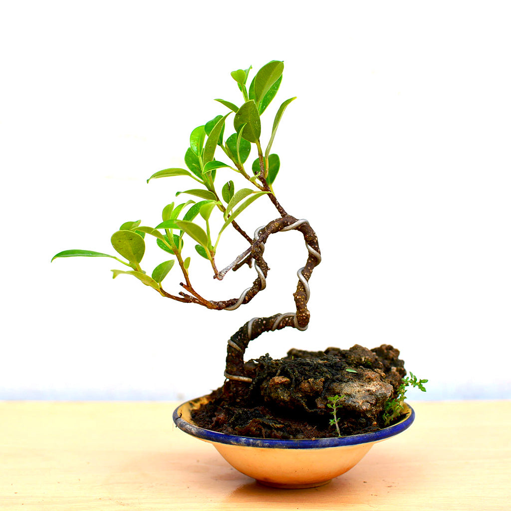 Bonsai TigerBark Round Plant for gifting or display