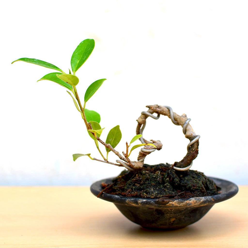 Bonsai TigerBark Mame Plant in tiny pot – myBageecha
