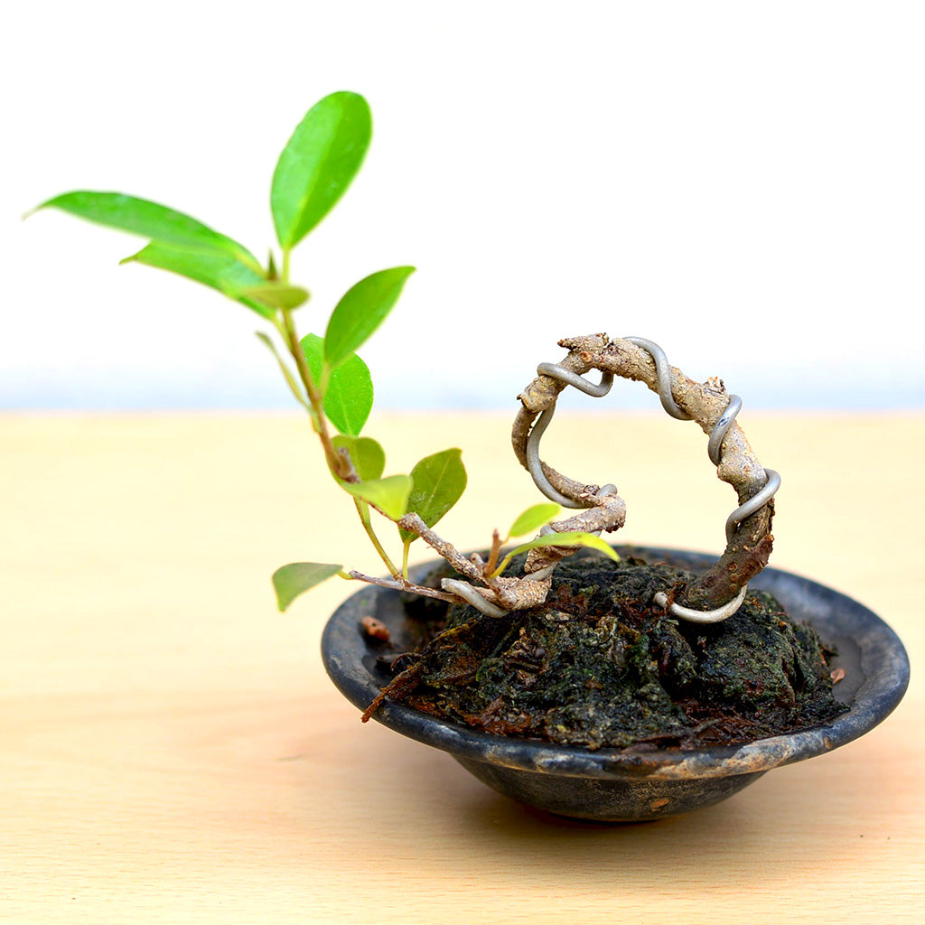 Bonsai TigerBark Mame Plant with compact foliage in ceramic pot