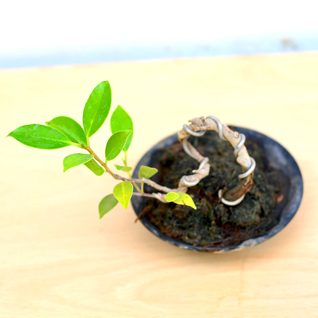 Bonsai TigerBark Mame Plant in miniature form
