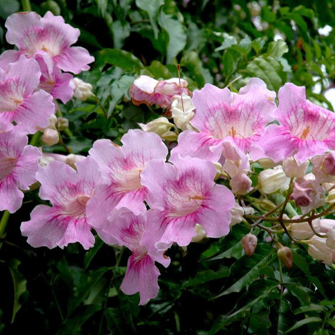 Rosy Trumpet Tree Plants myBageecha - myBageecha