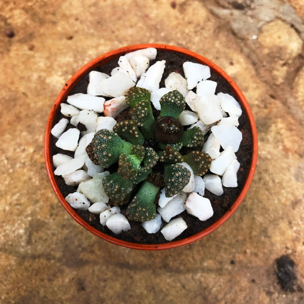 Titanopsis Calcarea Succulent Plant - myBageecha