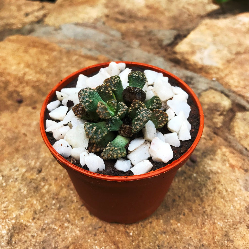 Titanopsis Calcarea Succulent Plant - myBageecha