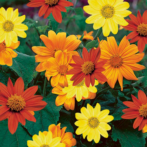 Tithonia Mexican Sunflower Mix Bulbs – bright blooms – myBageecha