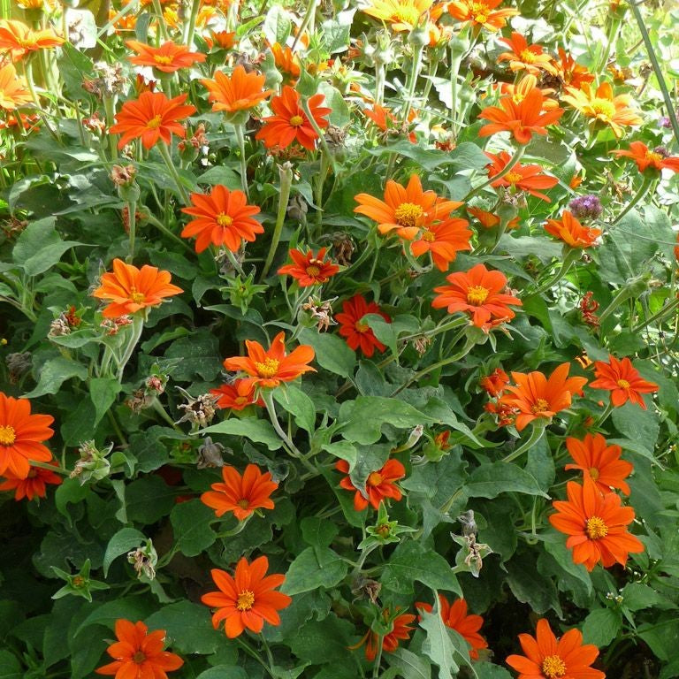 Tithonia Mexican Sunflower Mix Bulbs – summer & monsoon flowers