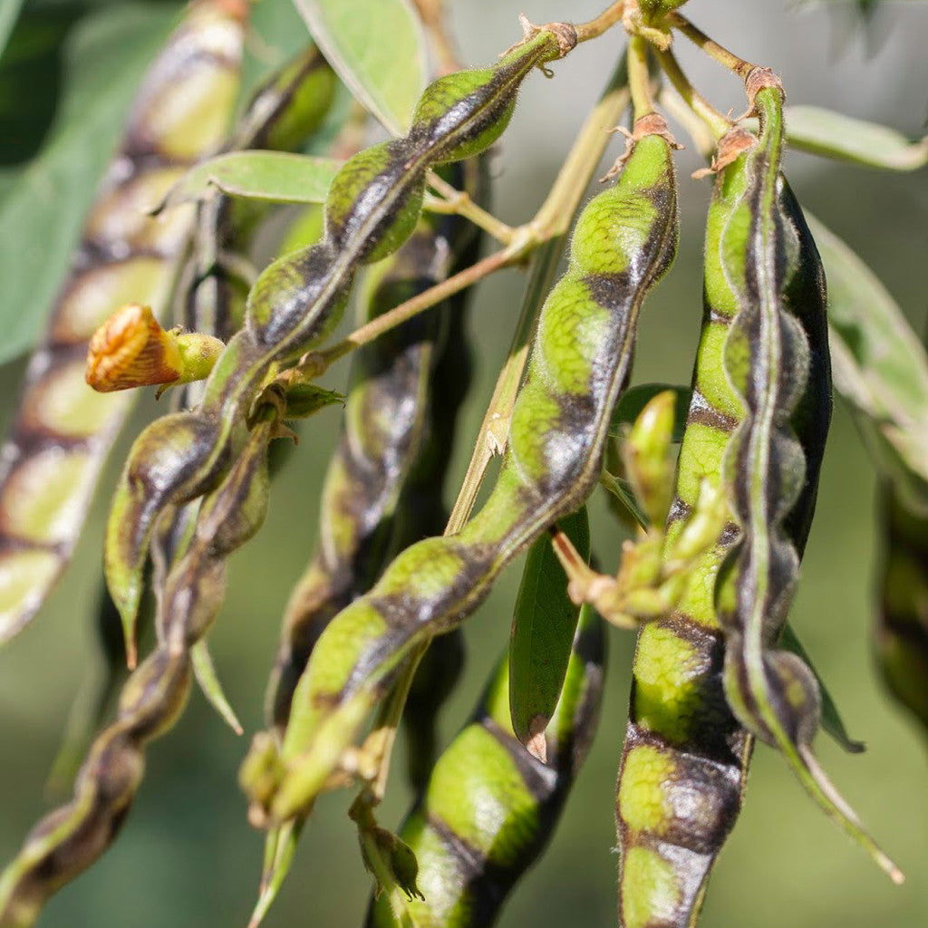 Pigeon Pea / Tur Seeds myBageecha - myBageecha