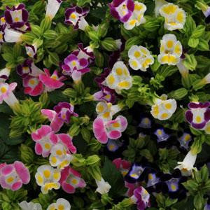 Torenia Kauai Mix HY Flower Seeds – torenia blooms – myBageecha