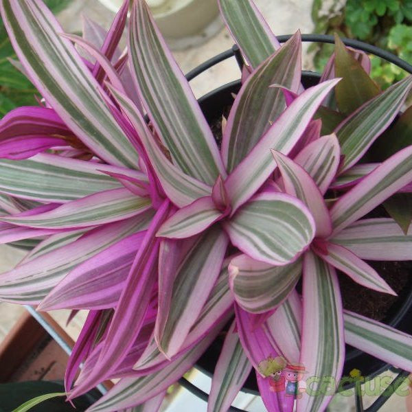 Tradescantia Spathacea Plants myBageecha - myBageecha