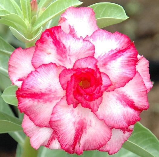 Triple Amazing Thailand Plants myBageecha - myBageecha