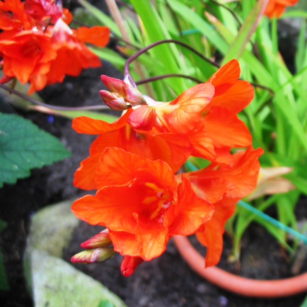 Tritonia Crocata (Bulbs) - myBageecha