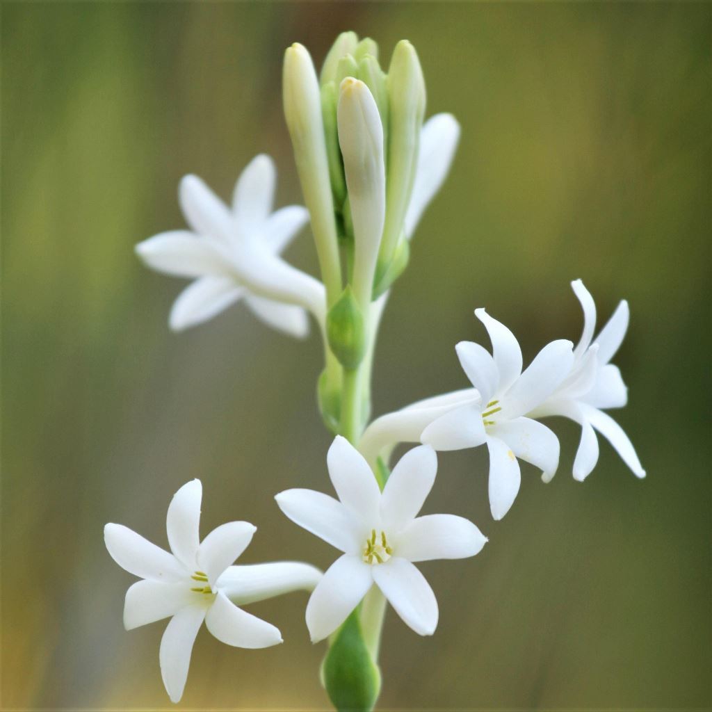 Mexican Tuberose (Bulbs)