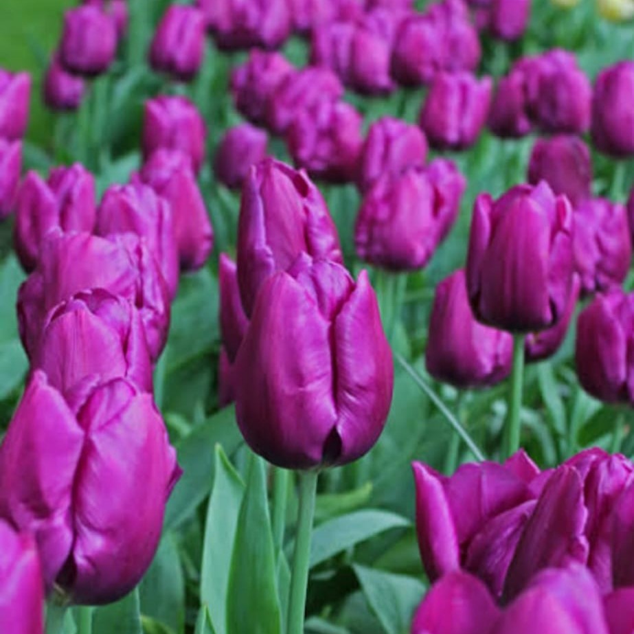 Deep purple Tulip Purple Prince flowers glowing under spring sunshine-mybageecha