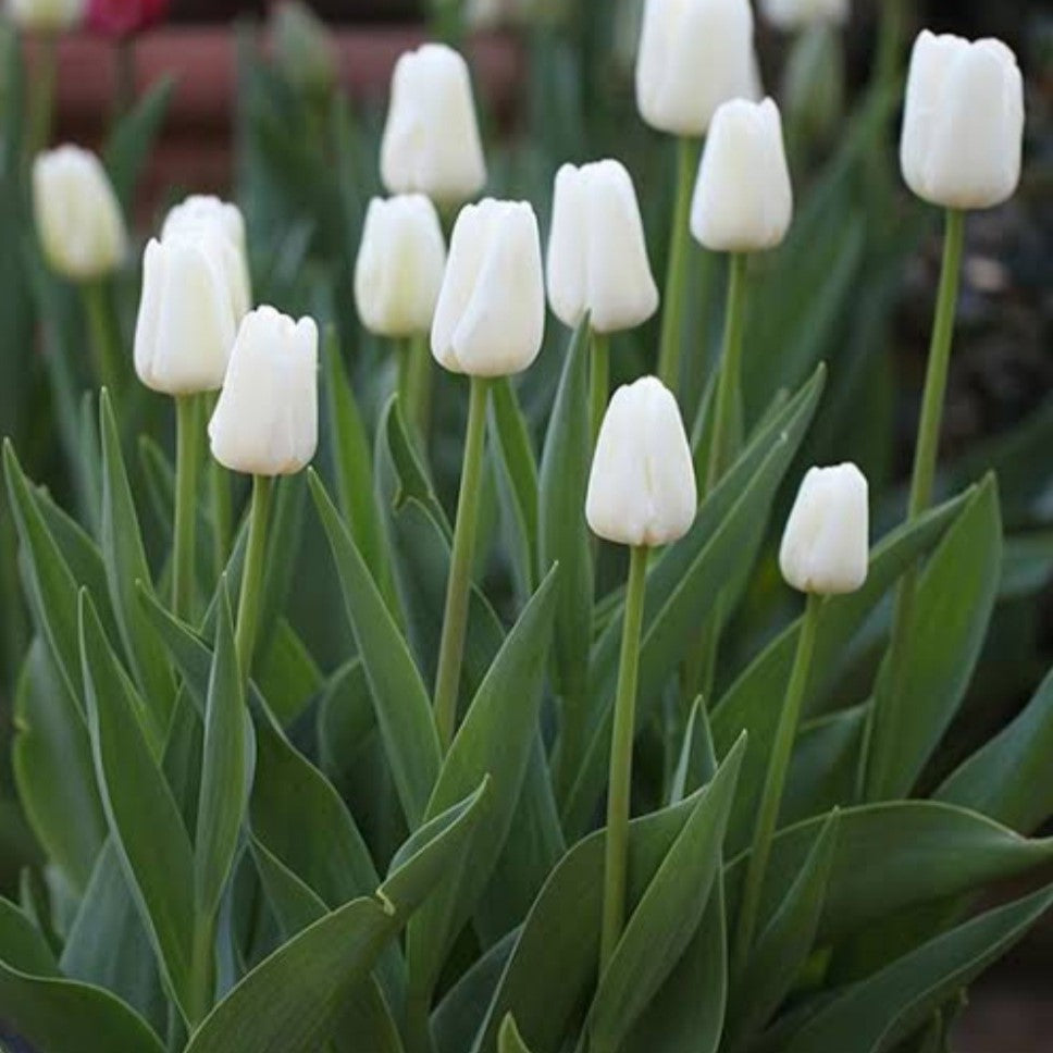 Elegant white Tulip White Prince blooms standing tall among green leaves-myBageecha