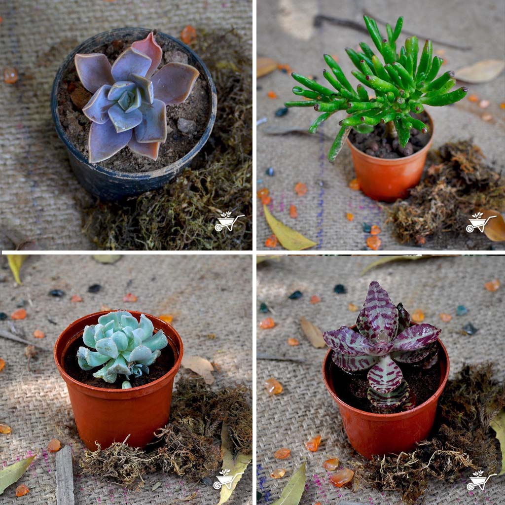 Pack of 4 Tiny Window Succulent Plants - myBageecha