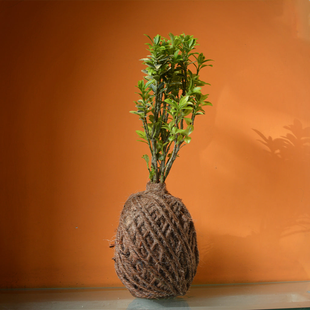 Kokedama Moss Ball - Microphylla Variegatus - myBageecha