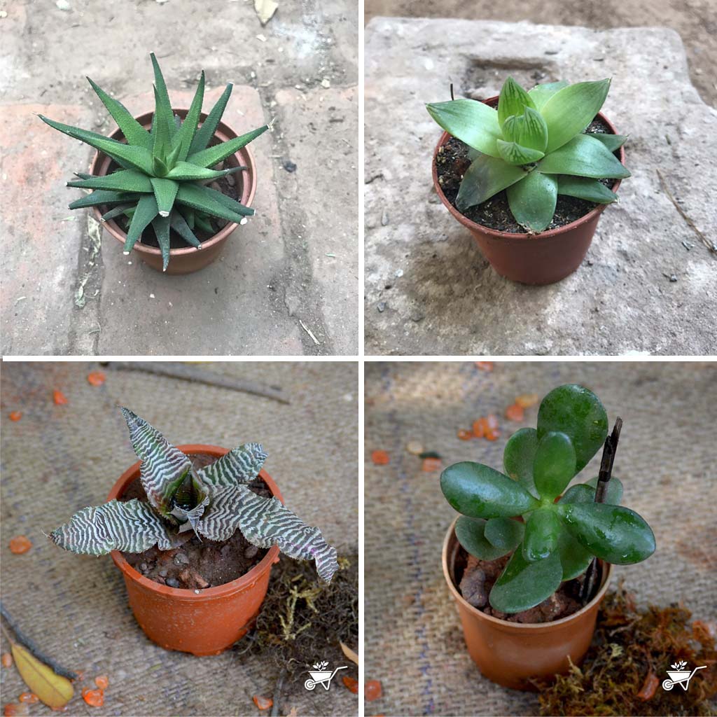 Pack of 4 Cute Shade Loving Tabletop Plants - myBageecha