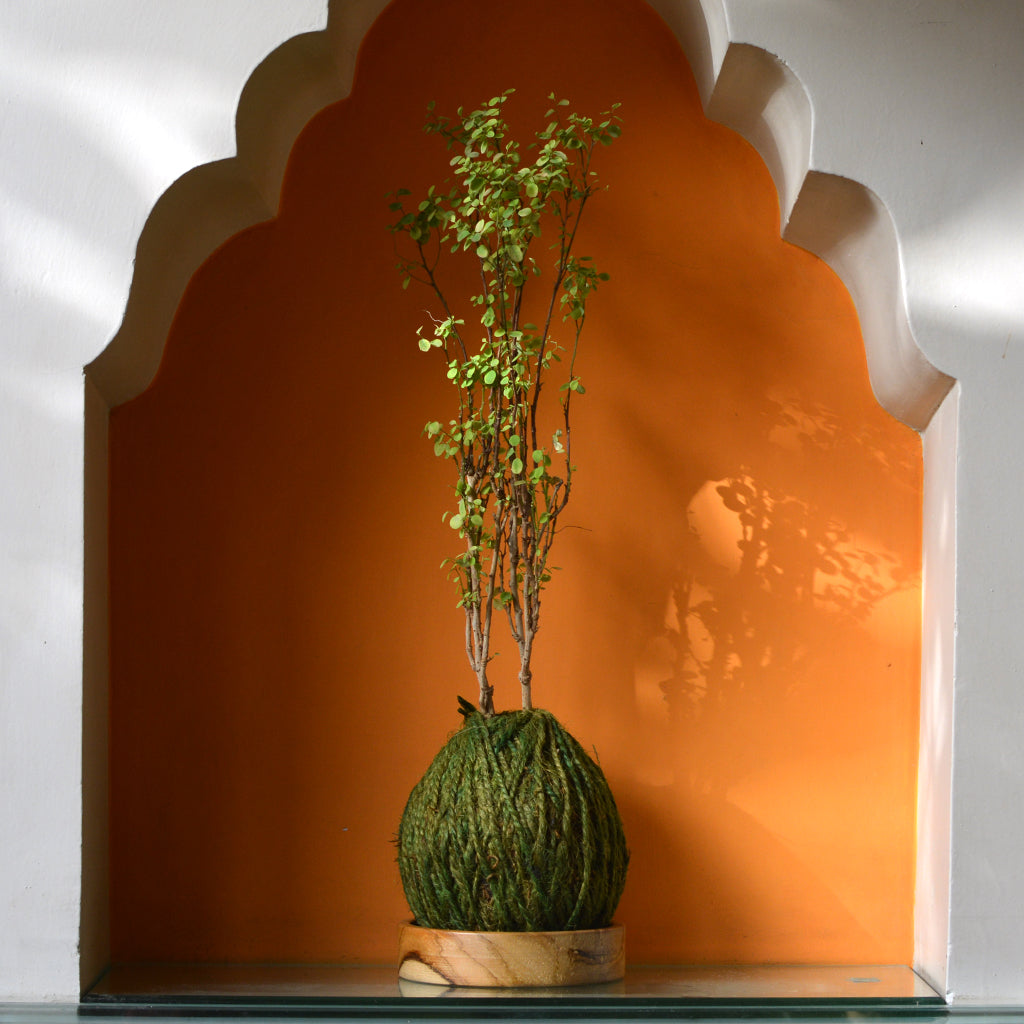 Kokedama Moss Ball Roseo Picta Plant - myBageecha