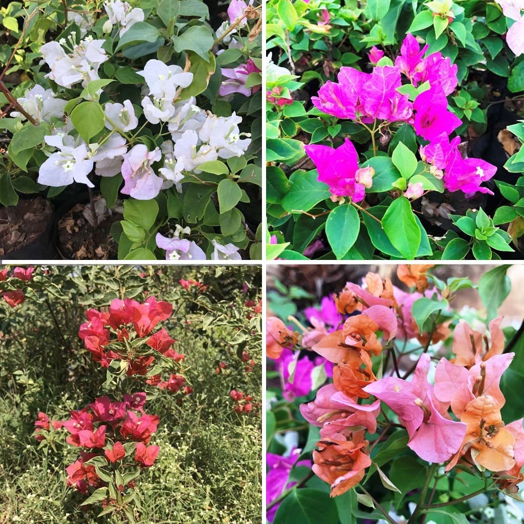 Pack of 4 Colourful Bougainvillea Flowering Plants-myBageecha