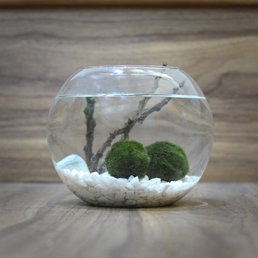 Lush Globule terrarium close‑up of miniatures - myBageecha
