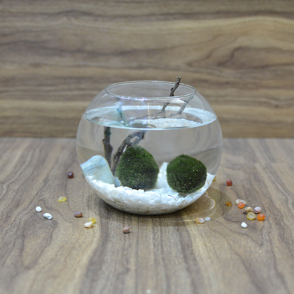 Lush Globule Marimo Moss Ball Terrarium Kit - myBageecha