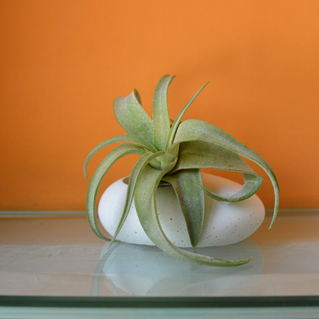 Airplant Oval Planter - myBageecha
