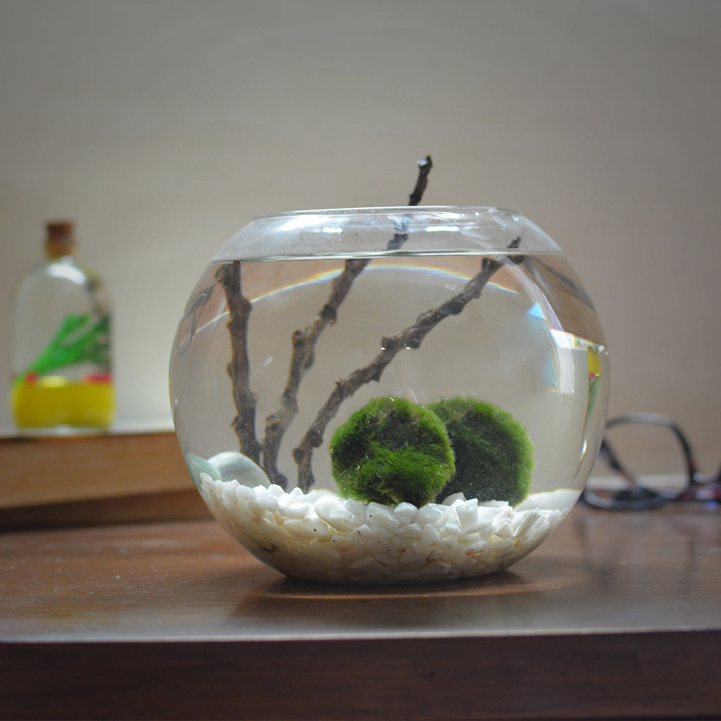 Lush Globule Marimo Moss Ball Terrarium Kit - myBageecha
