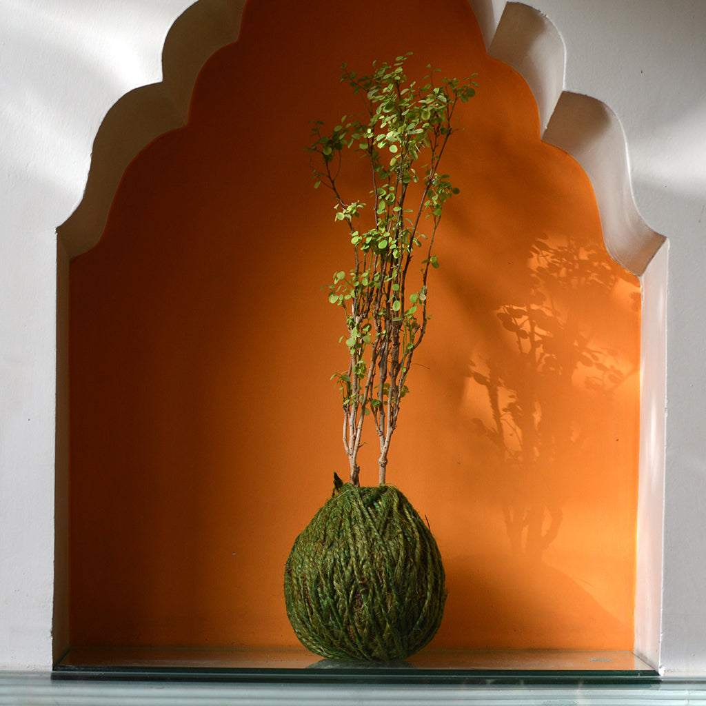 Kokedama Moss Ball Roseo Picta Plant - myBageecha