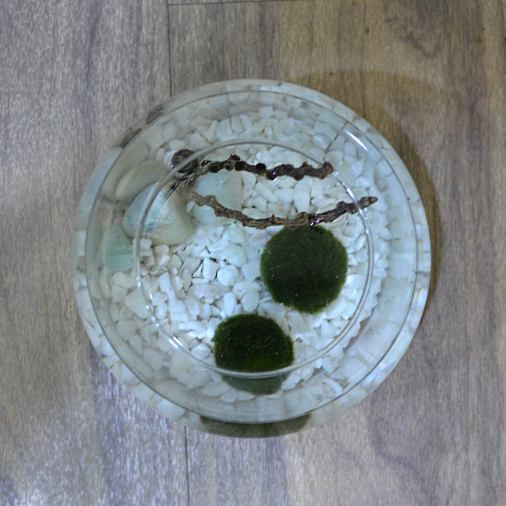 Lush Globule terrarium top view miniature garden - myBageecha