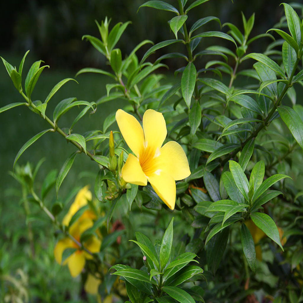 Close-up of Allamanda compacta yellow trumpet flowers and dense bushy foliage