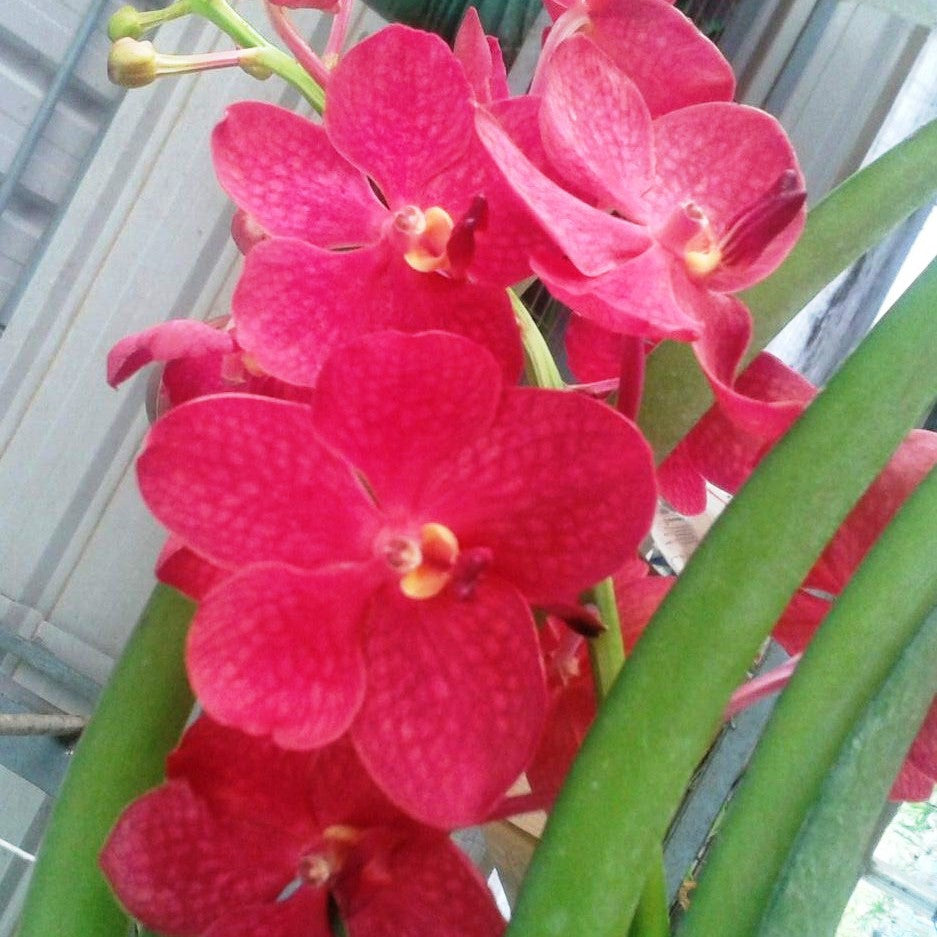 Dr. Anek Vilas Plants myBageecha - myBageecha