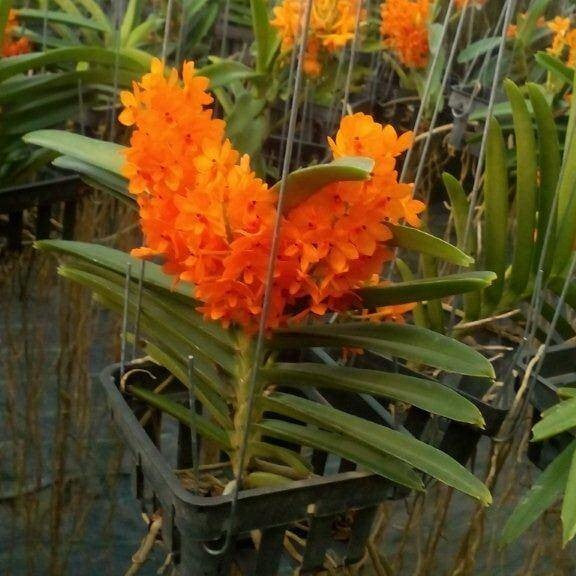 Miniatum - myBageecha