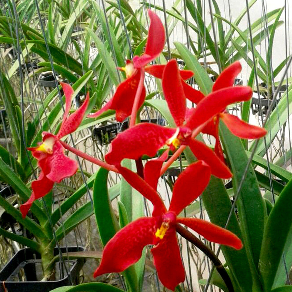 Teo Choo Hong Plants myBageecha - myBageecha