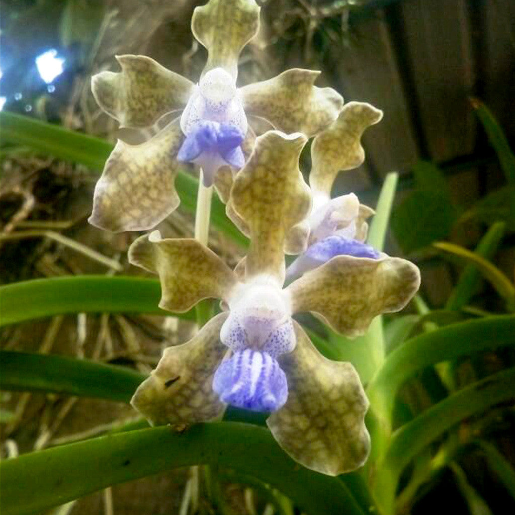 Teslata Plants myBageecha - myBageecha