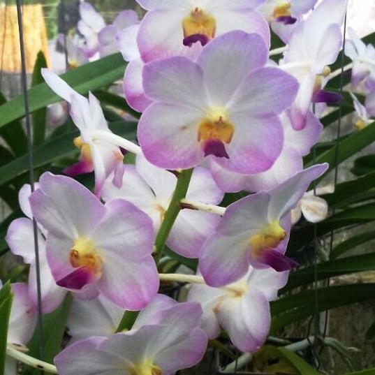 Tubtim Velvet X Five Friendship - myBageecha