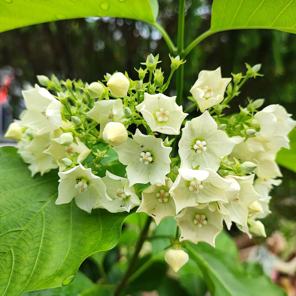 Vallaris Solanacea Plant - myBageecha