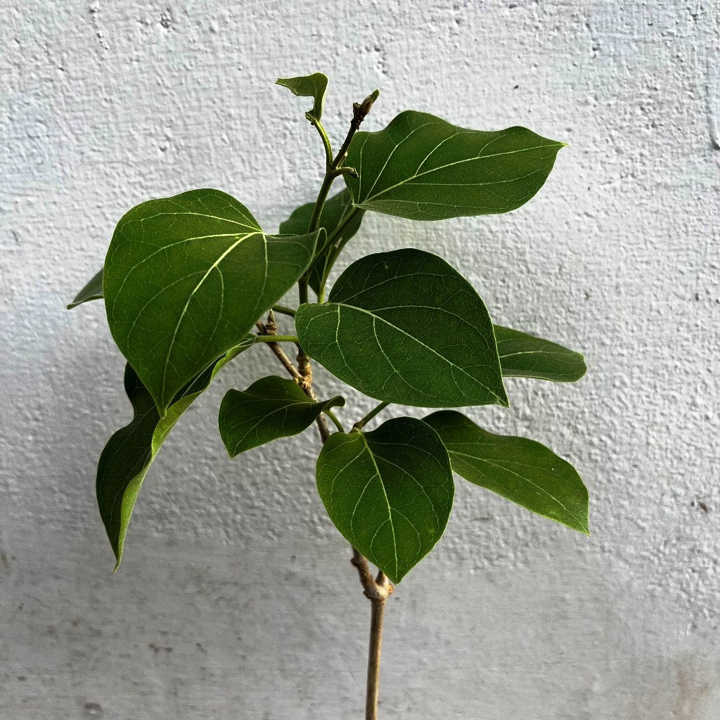 Vallaris Solanacea Plant - myBageecha