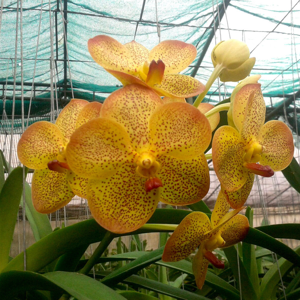 Yellow Butterfly X Orange Spot Plants myBageecha - myBageecha